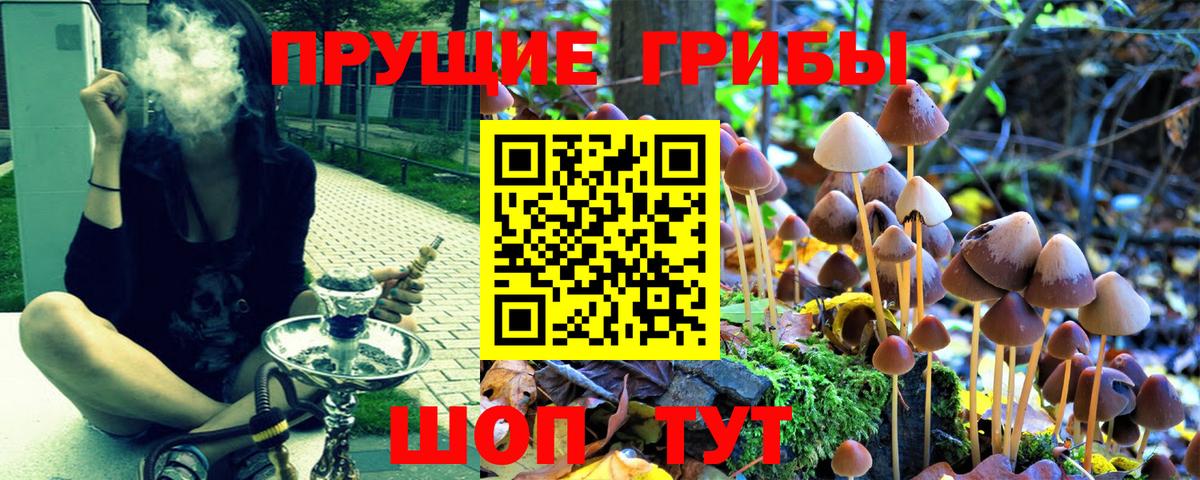 Балашов  Галлюциногенные грибы Cubensis  продажа наркотиков  Вход с VPN 